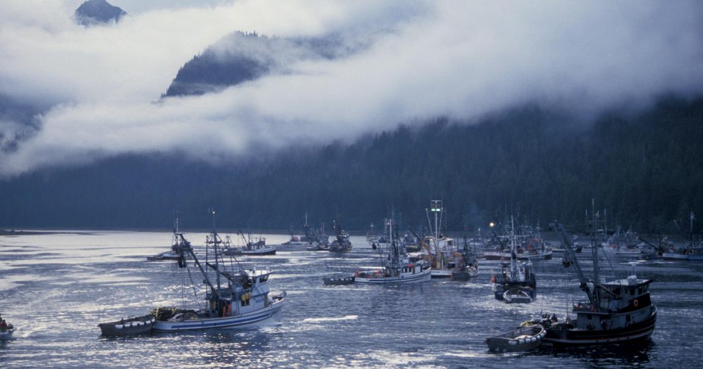 A large number of fishing boats squeeze into a small area off the coast of Alaska.