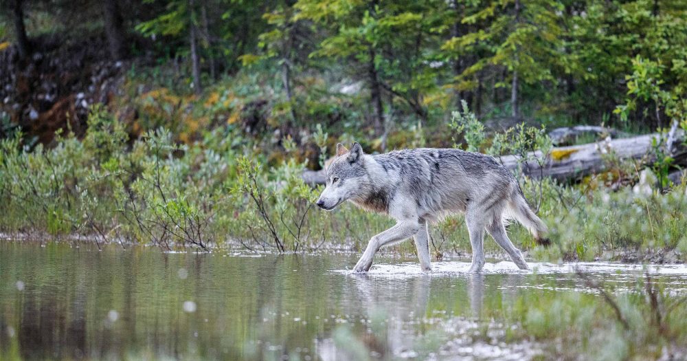 The cull of the wild: management for industry, not wolves