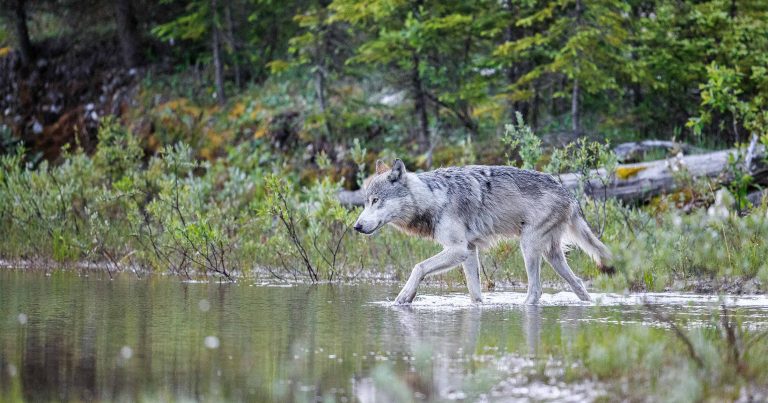 Wolf walking through an estuary.