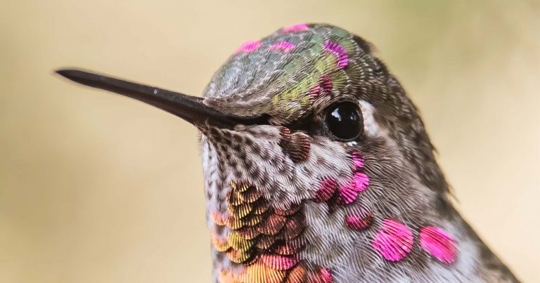 Hummingbird up close.