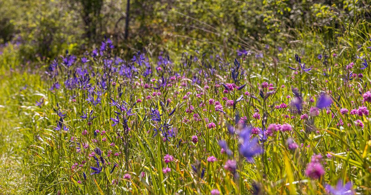 Field of purple and pink flowers with grass.