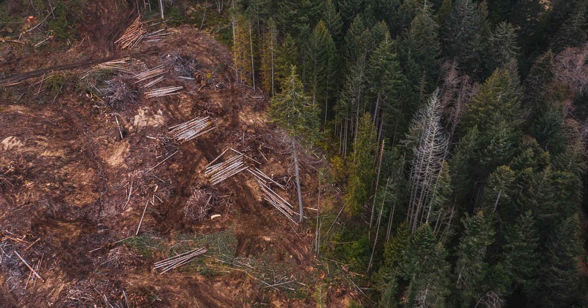 Cleared land right next to an intact forest illustration destruction.