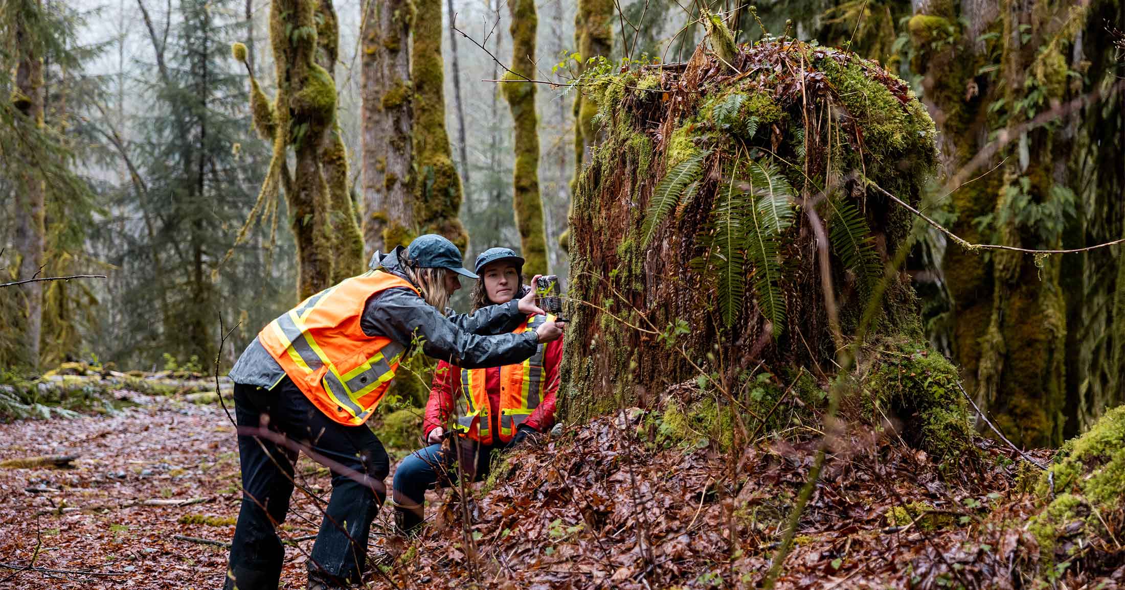 Two women in high vis vests setting up a wildlife cam on a stump.
