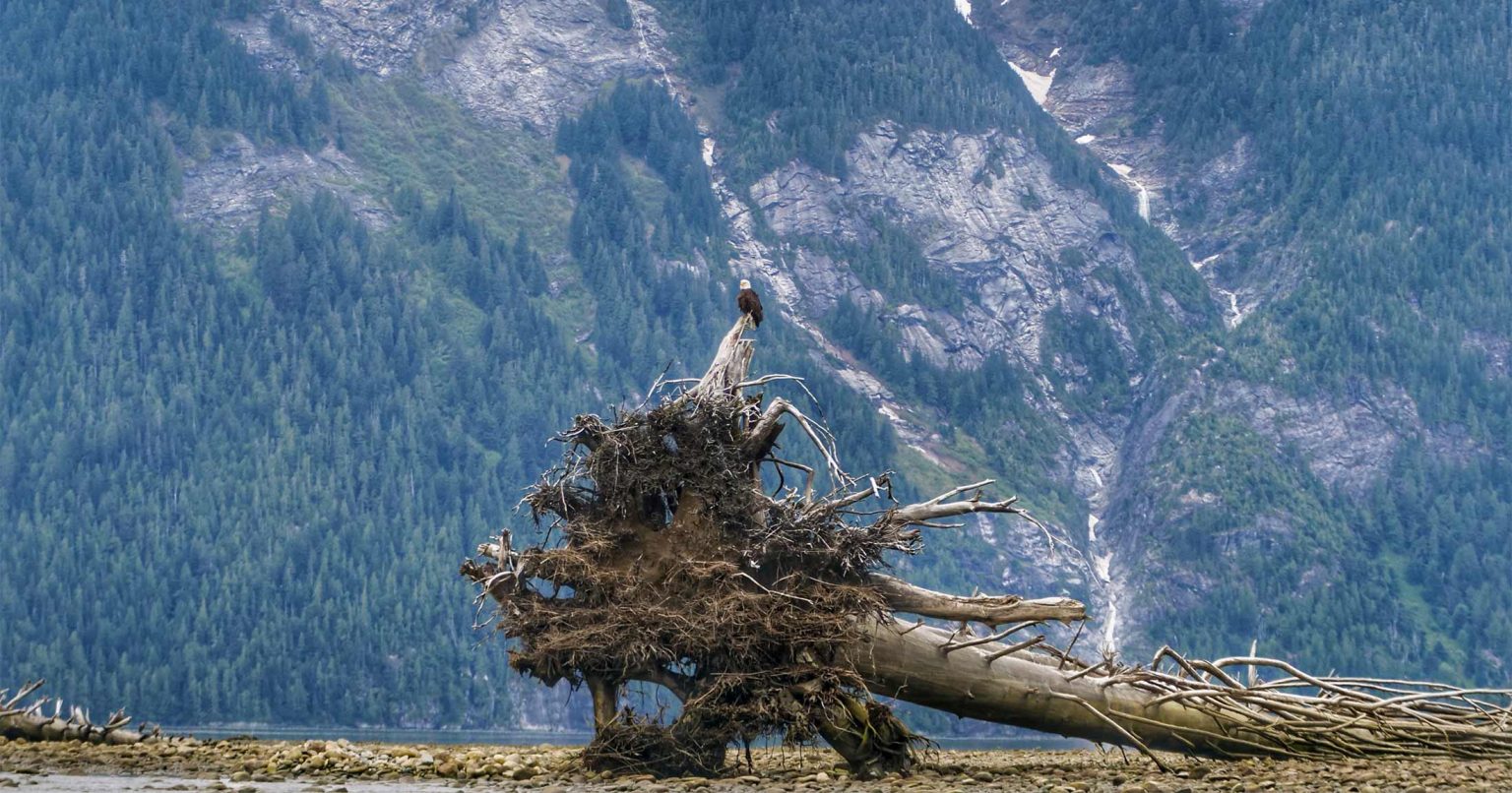 The Kitlope: A place that changes you | Raincoast