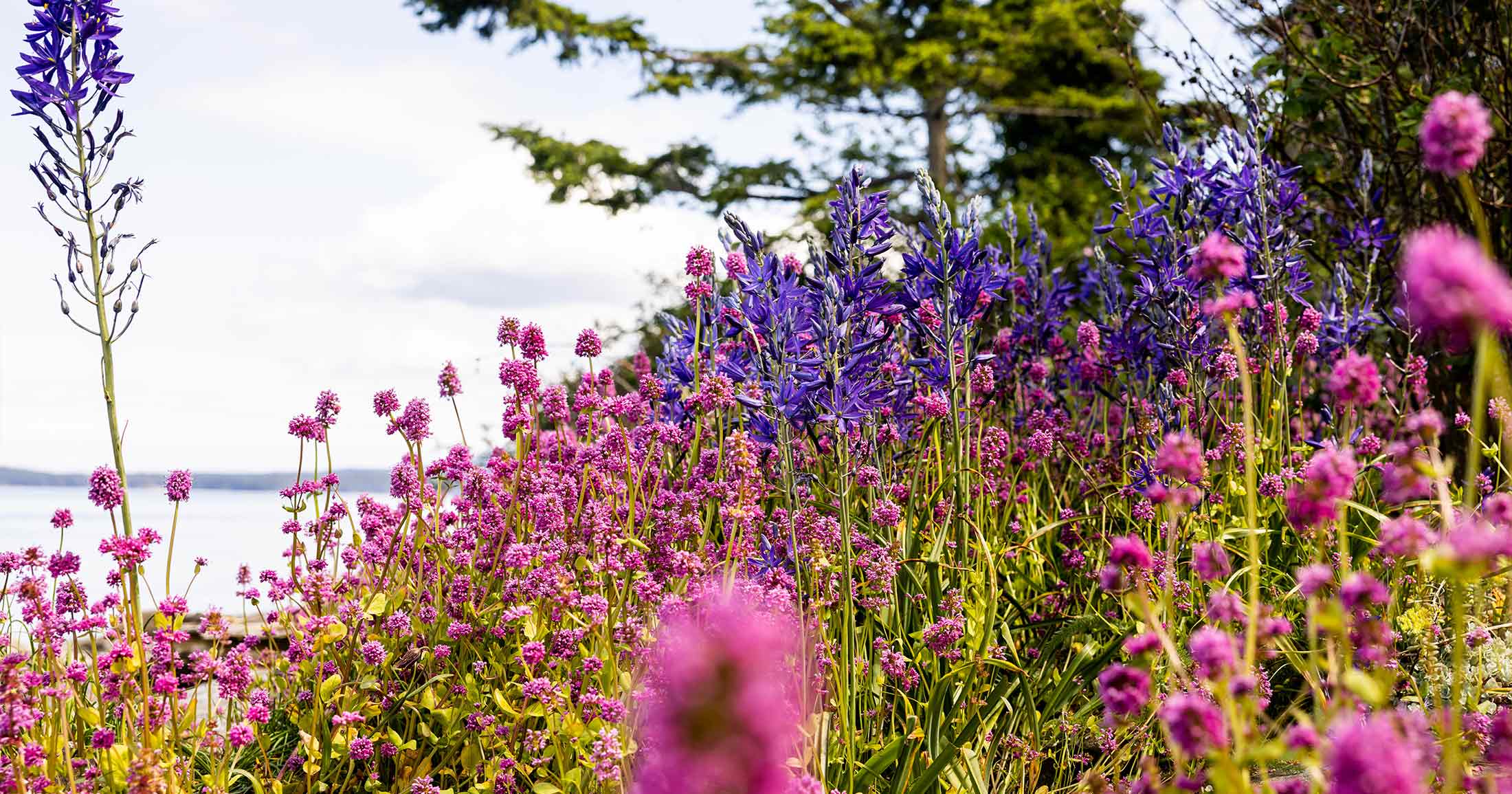 Field of wildflowers by the sea.