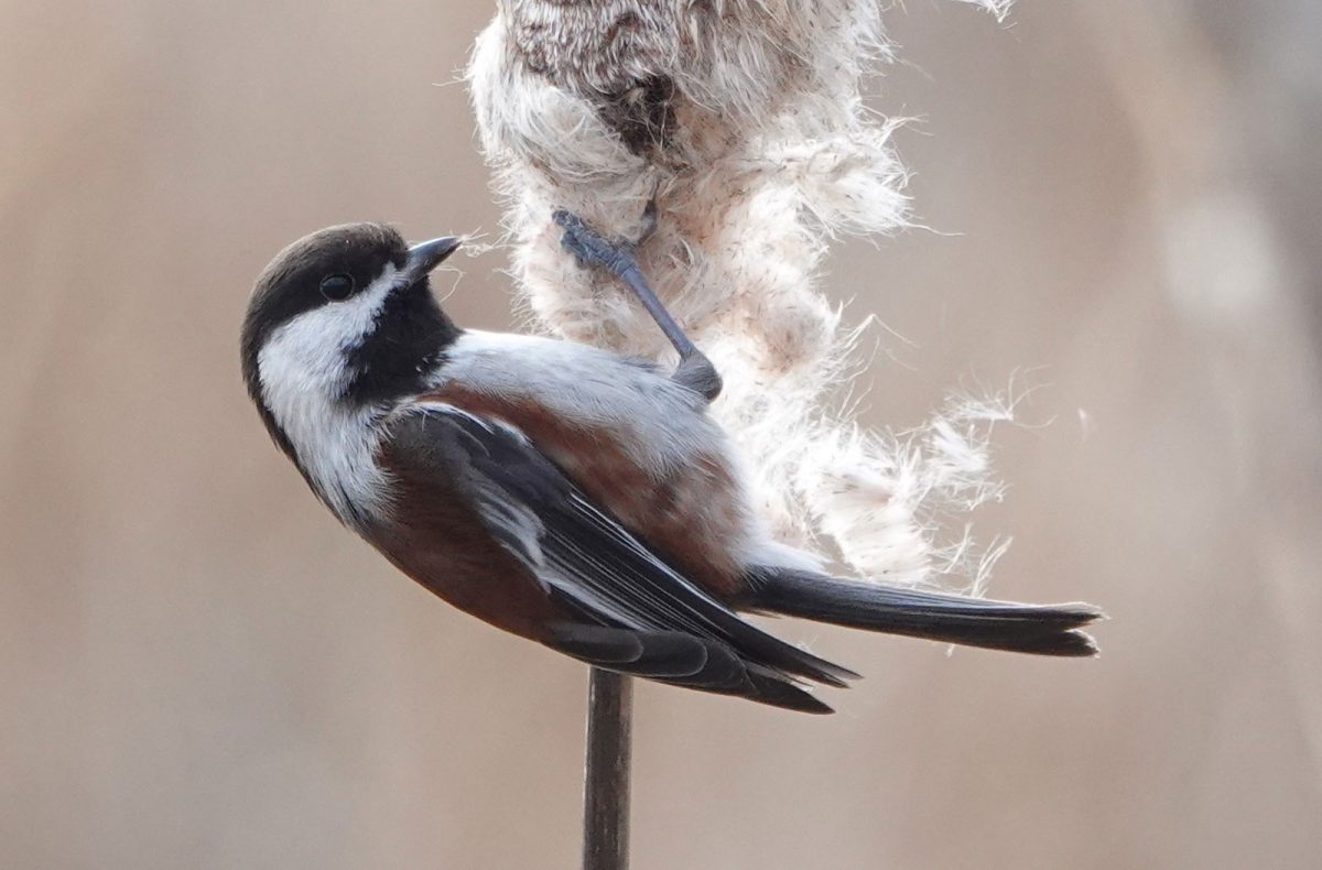 Chestnut-backed chickadee plucks at some fluff while sitting upside down.