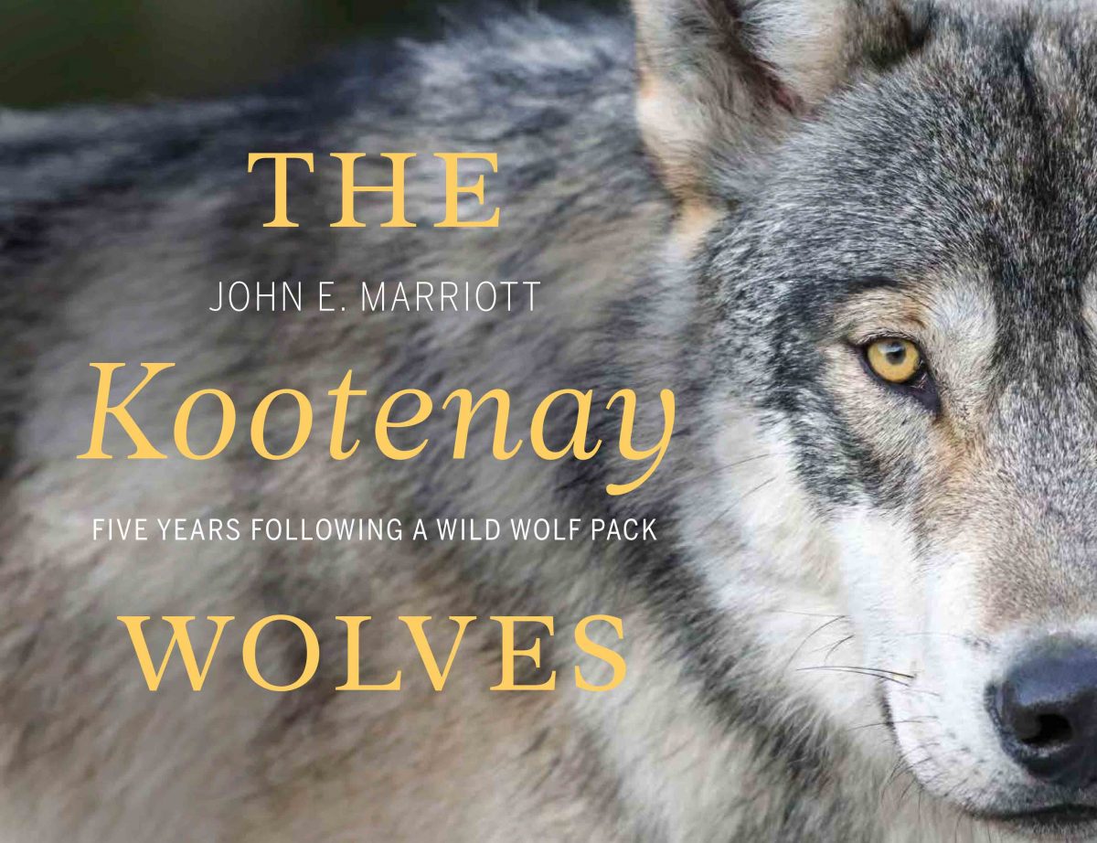 Photo of a wolf straight on with words "the Kootenay Wolves" on top