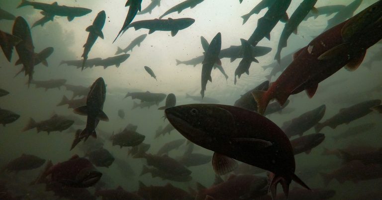Underwater image of salmon swimming.