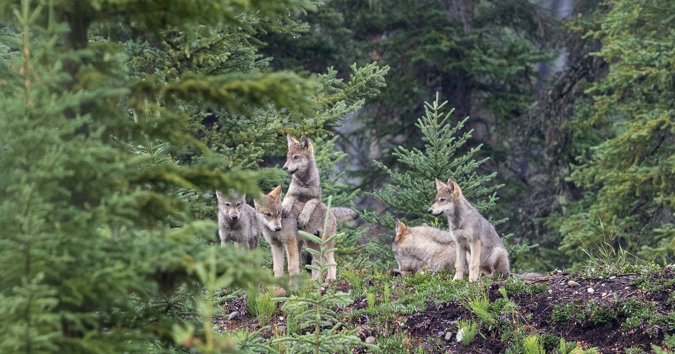 Family of wolves in a forest.