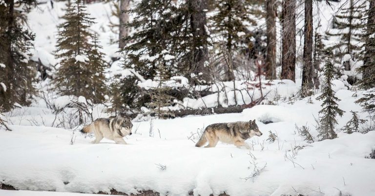 Five years following a wild wolf pack