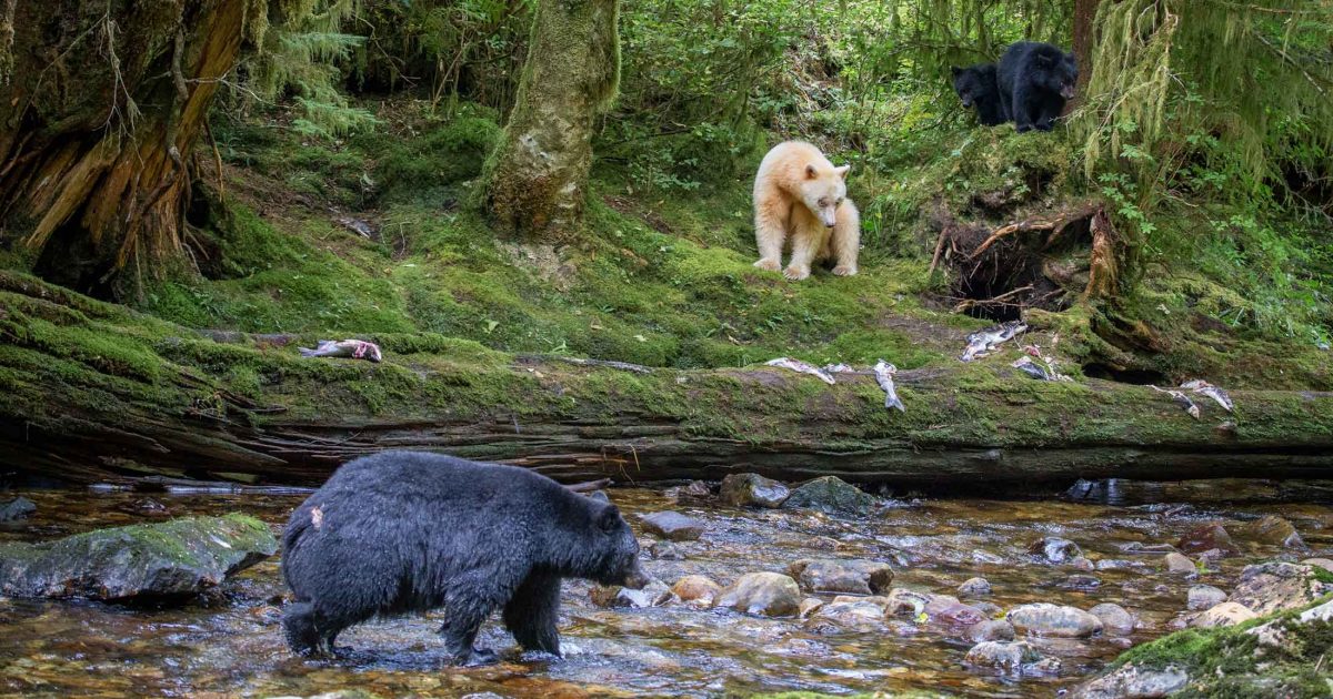 Spirit bear by a river surrounded by 3 black bears.