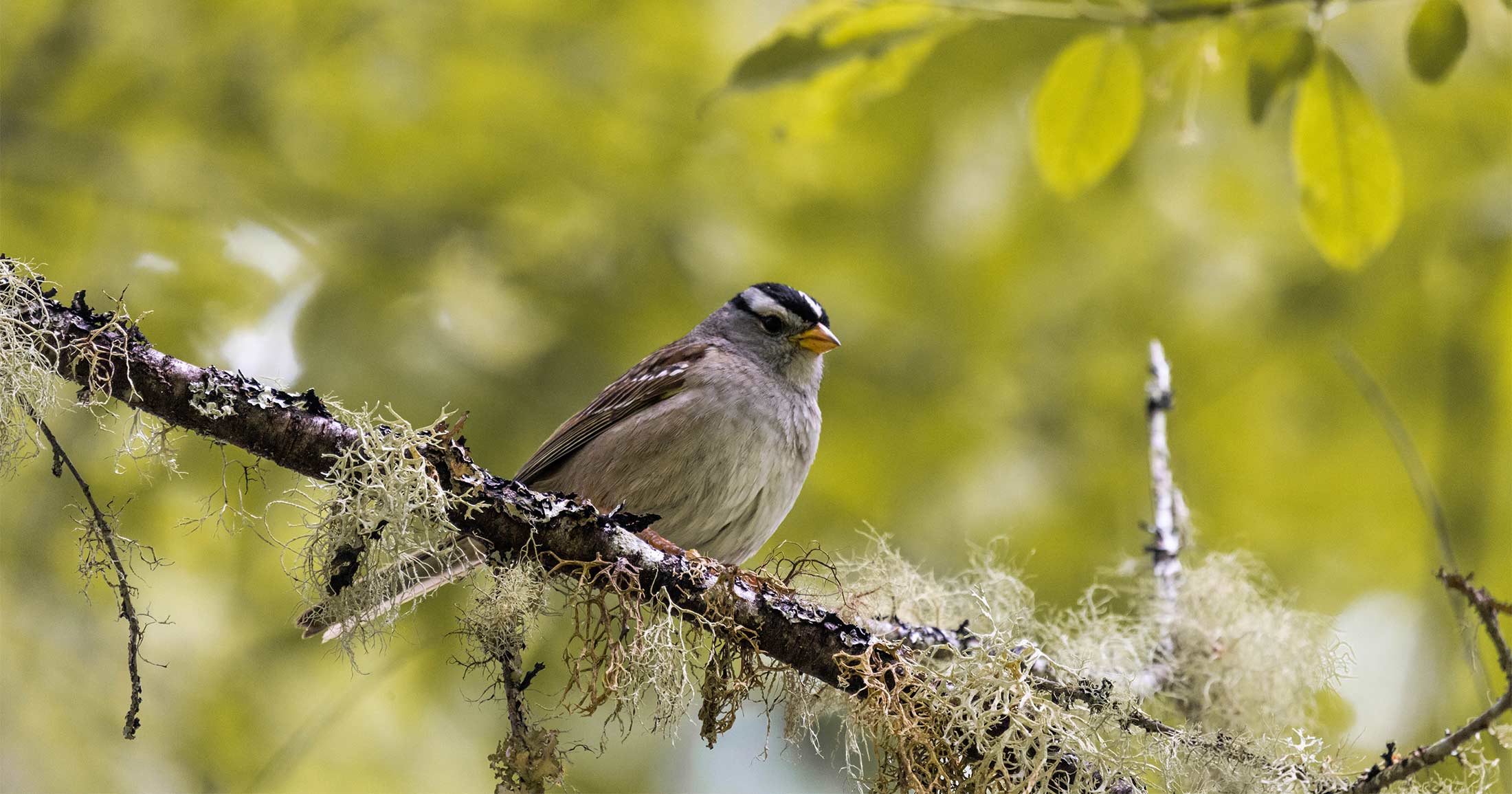 White crowned sparrow sitting on a branch.