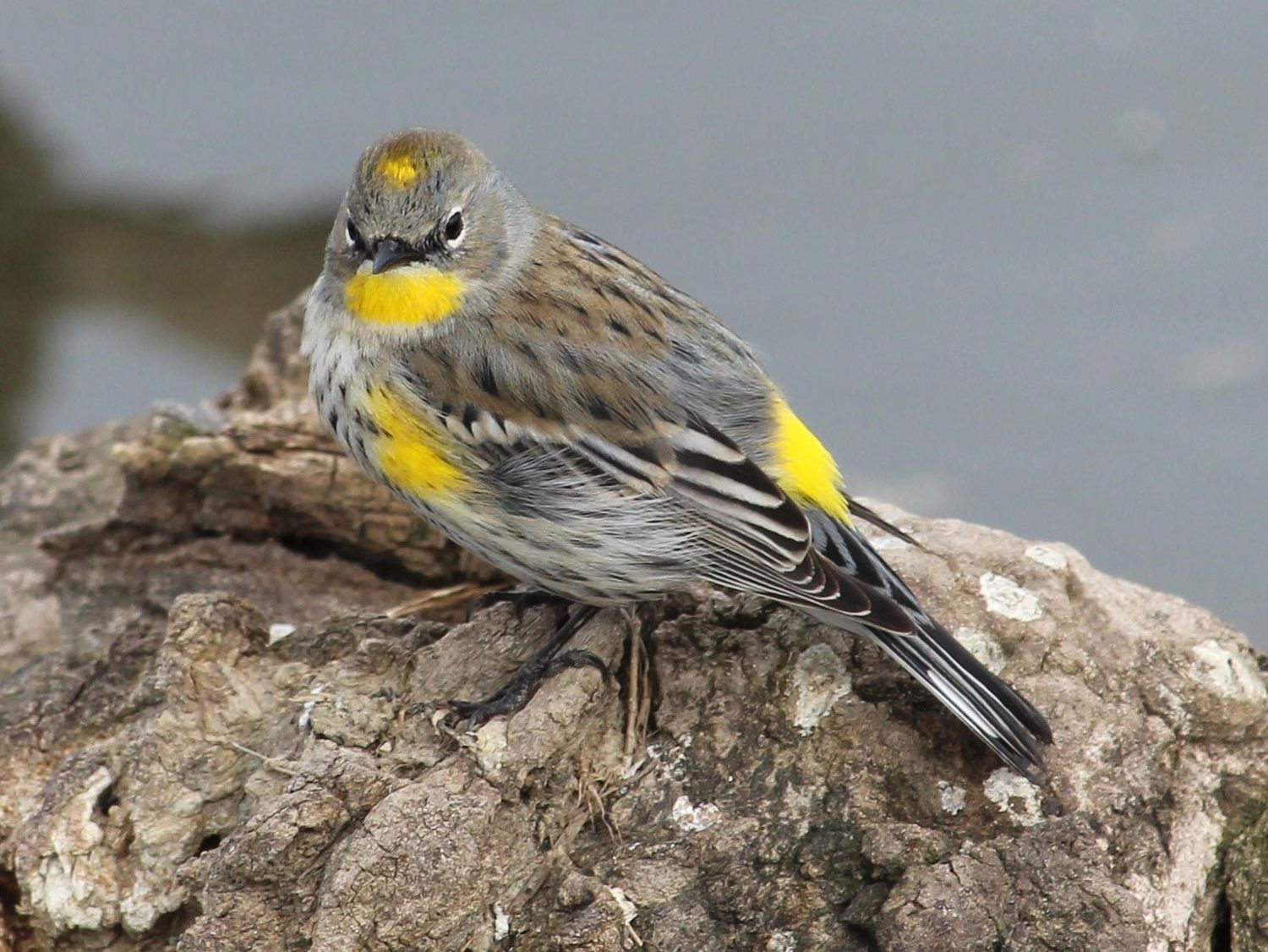 Yellow rumped warbler sits on a rock in the Gulf Islands.