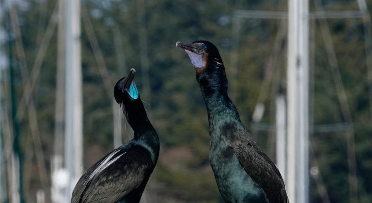 Brandt's cormorants face off in a beautiful pose.