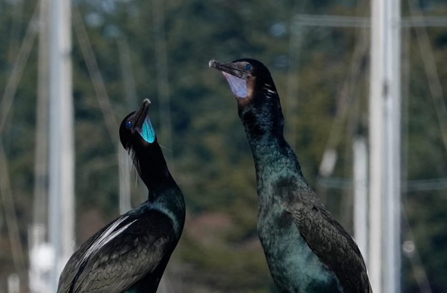 Brandt's cormorants face off in a beautiful pose.