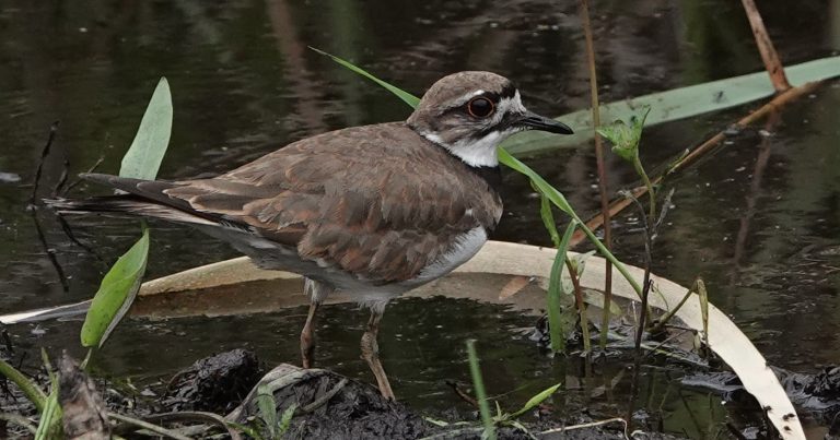 A killdeer walks through some mud and water with some grass and water in the background.