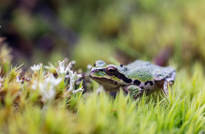Green frog in moss.