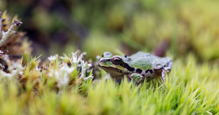 The story of Coastal Douglas-fir forests: All about amphibians