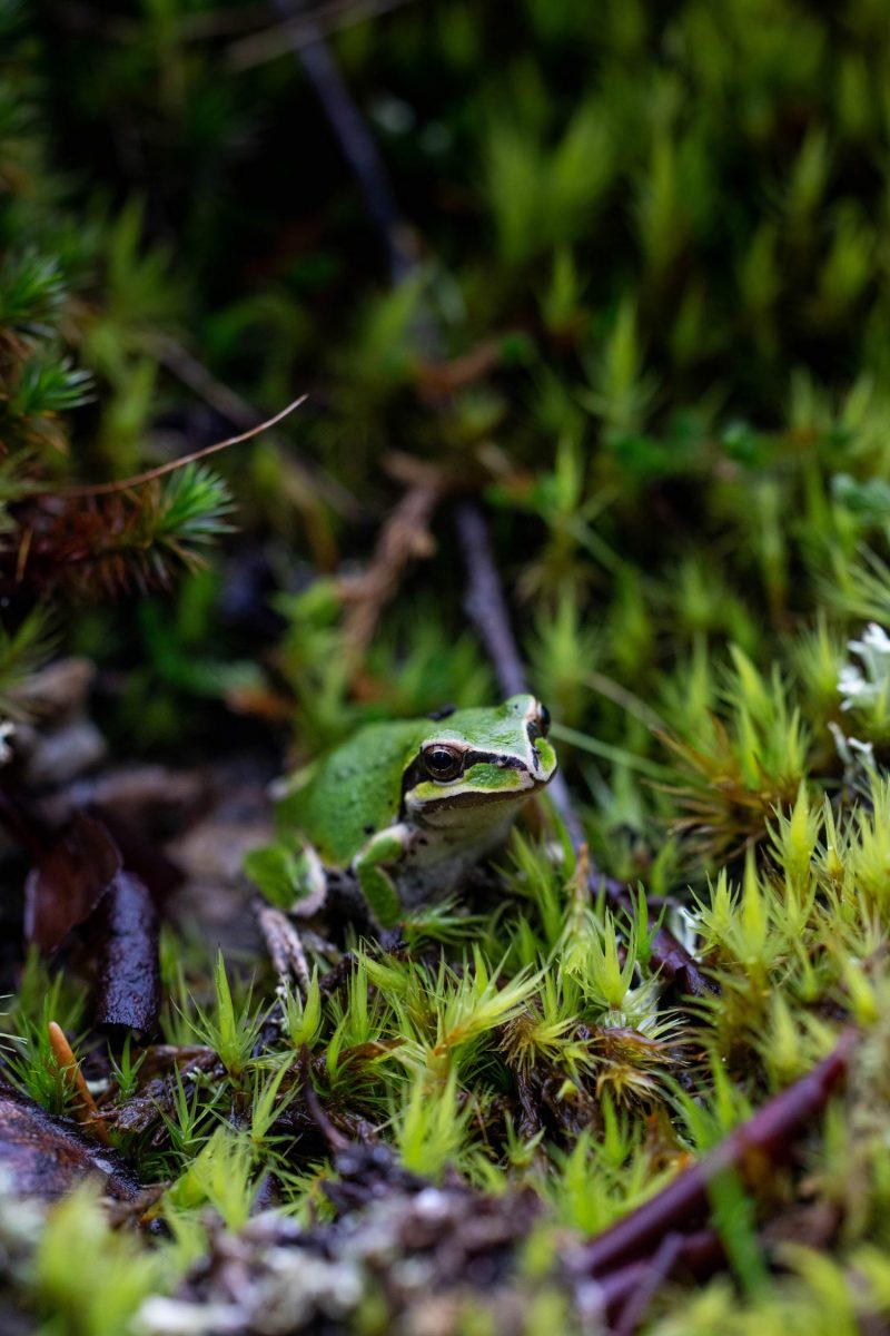 Green frog amongst moss.