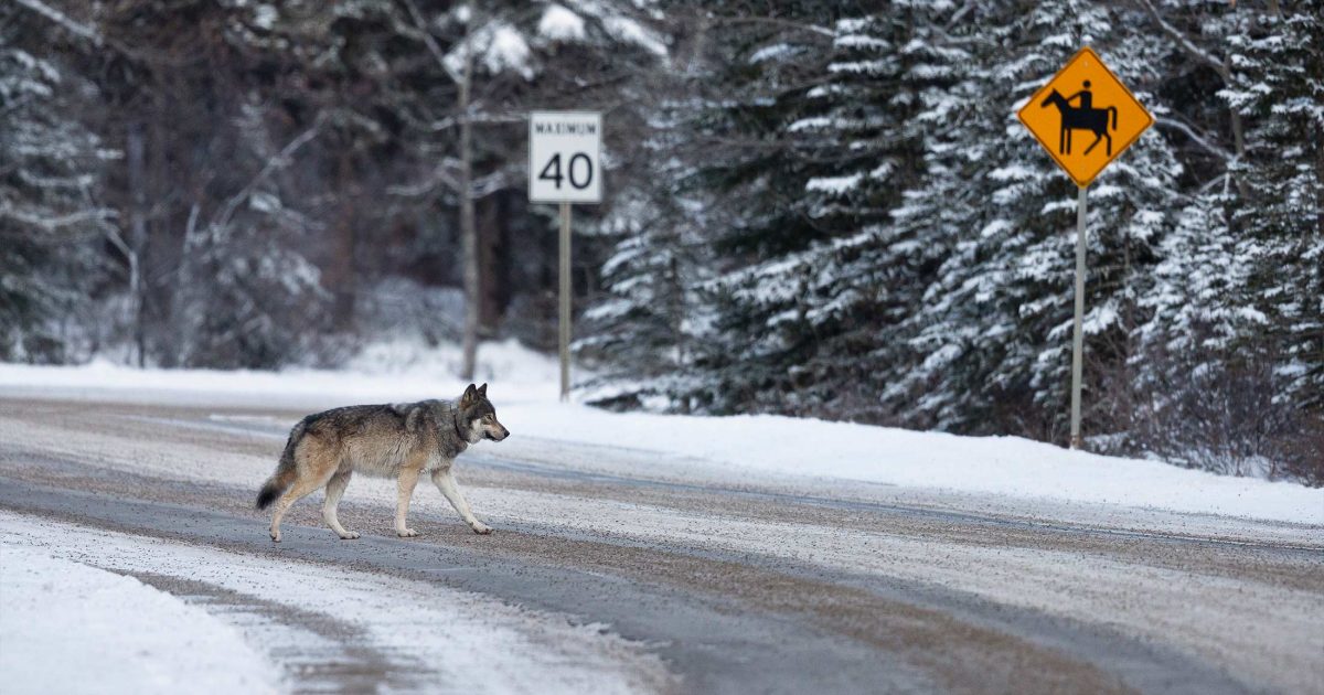 Wolf crossing a road.