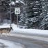 Wolf crossing a road.