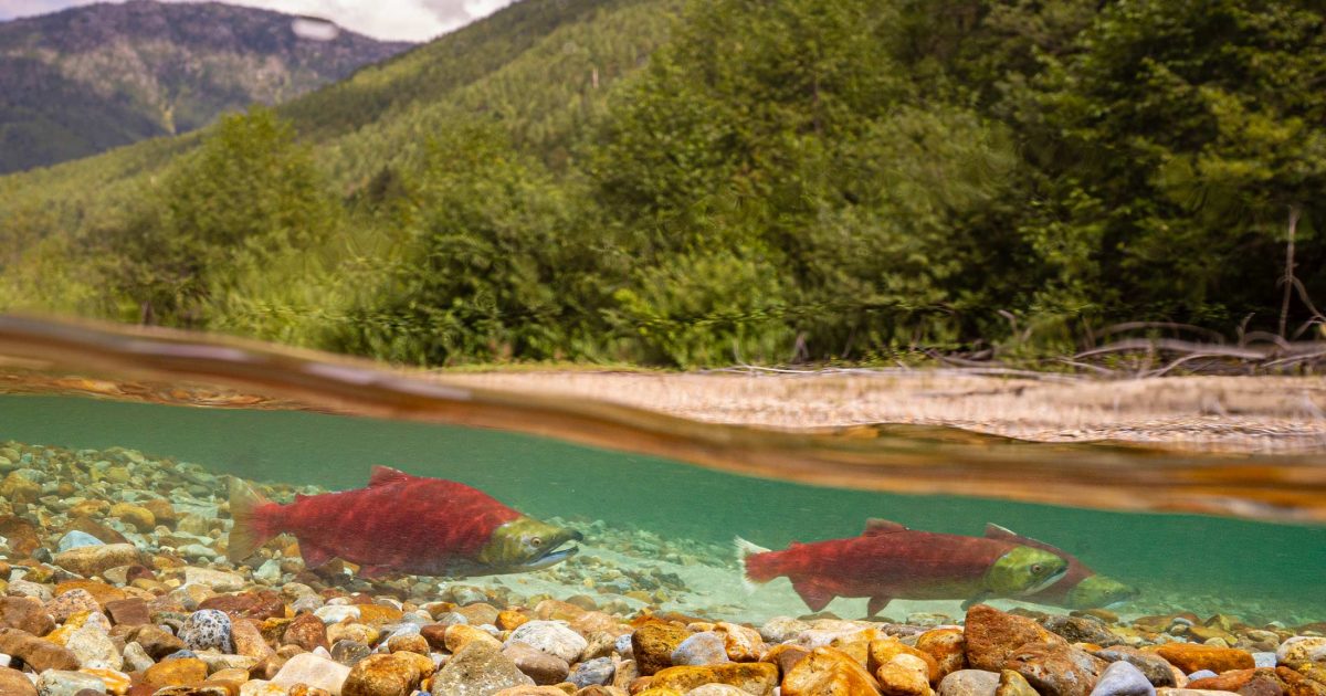 Two sockeye salmon swimming in a river.