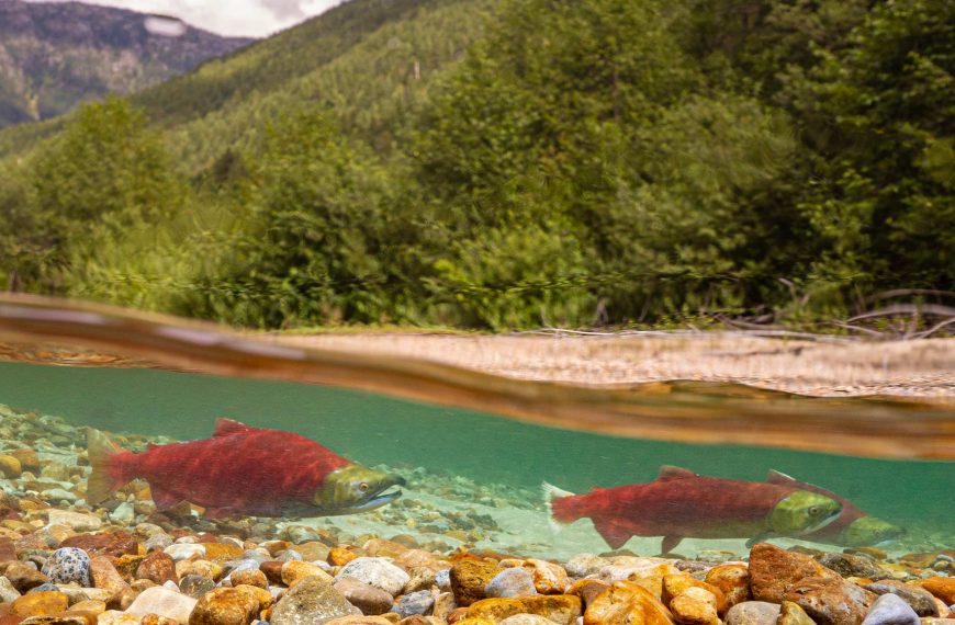 Two sockeye salmon swimming in a river.