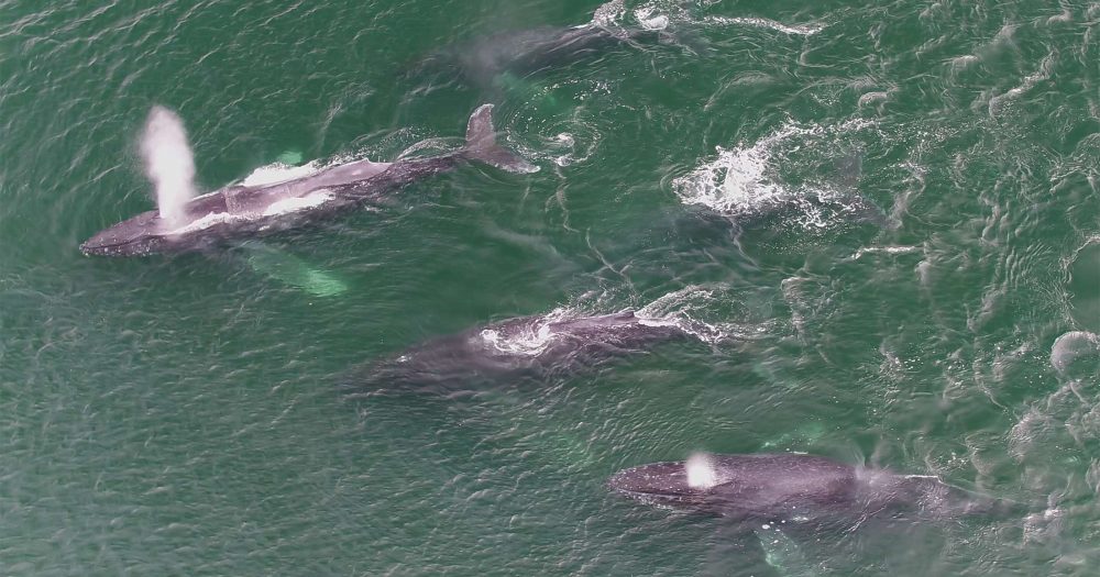 Four humpback whales swimming in the ocean.