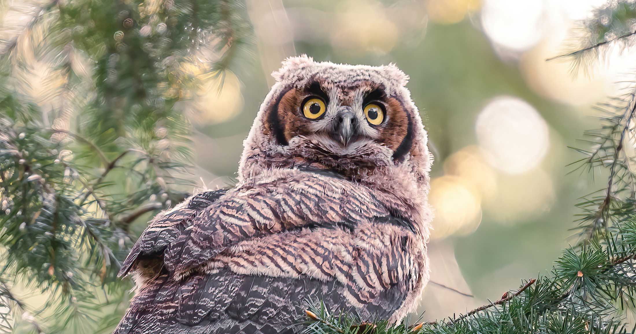 Owl in a tree looking at the camera.