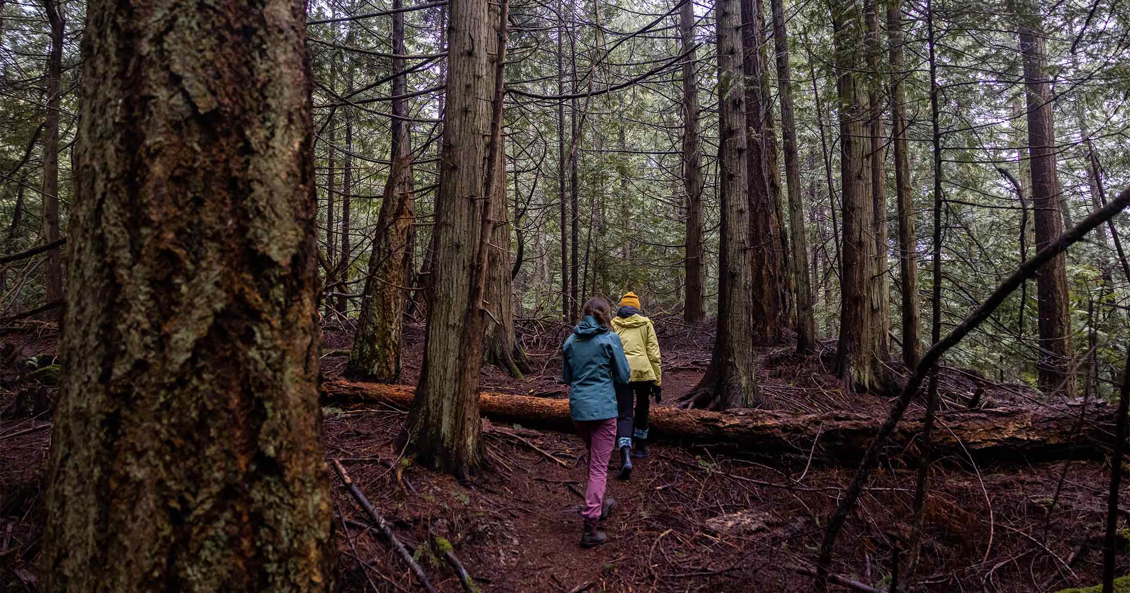 Two people walking through a forest.