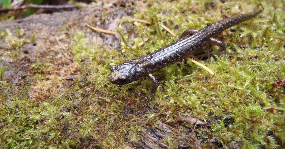 Salamander in moss.