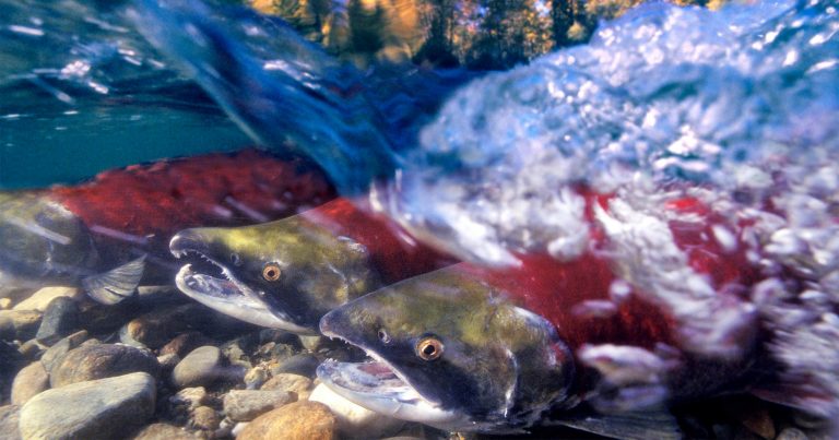 Three sockeye salmon in a river.