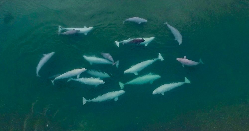 Investigating individual distinctiveness in the calls of wild belugas   
