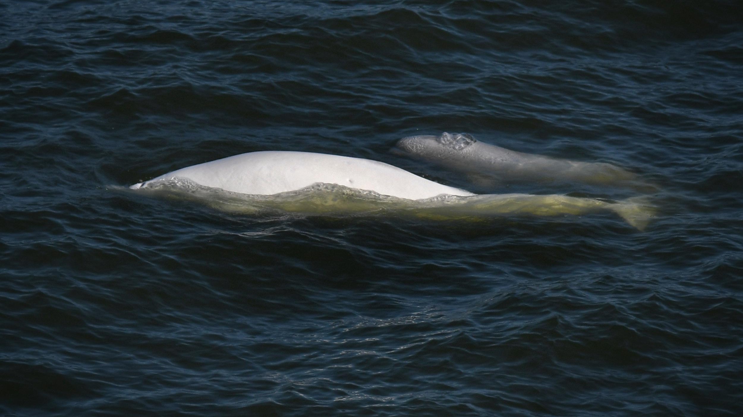 Mother beluga with a baby.