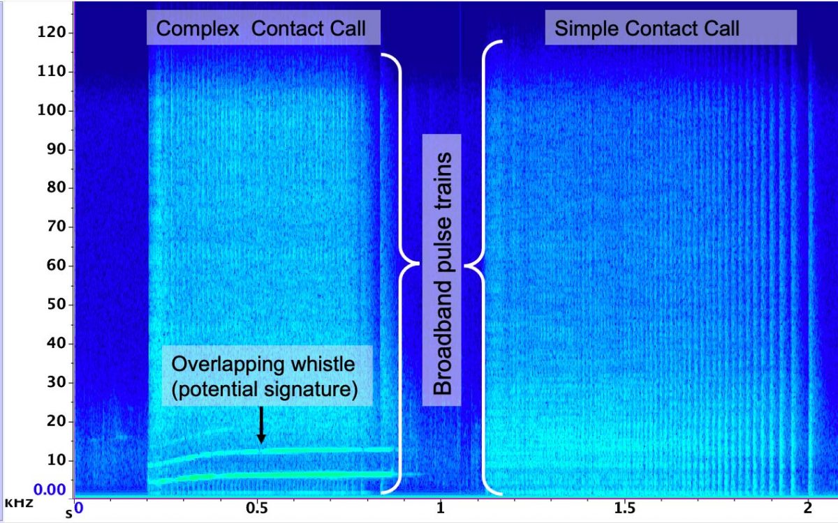 Spectrogram showing the sound waves of beluga calls.