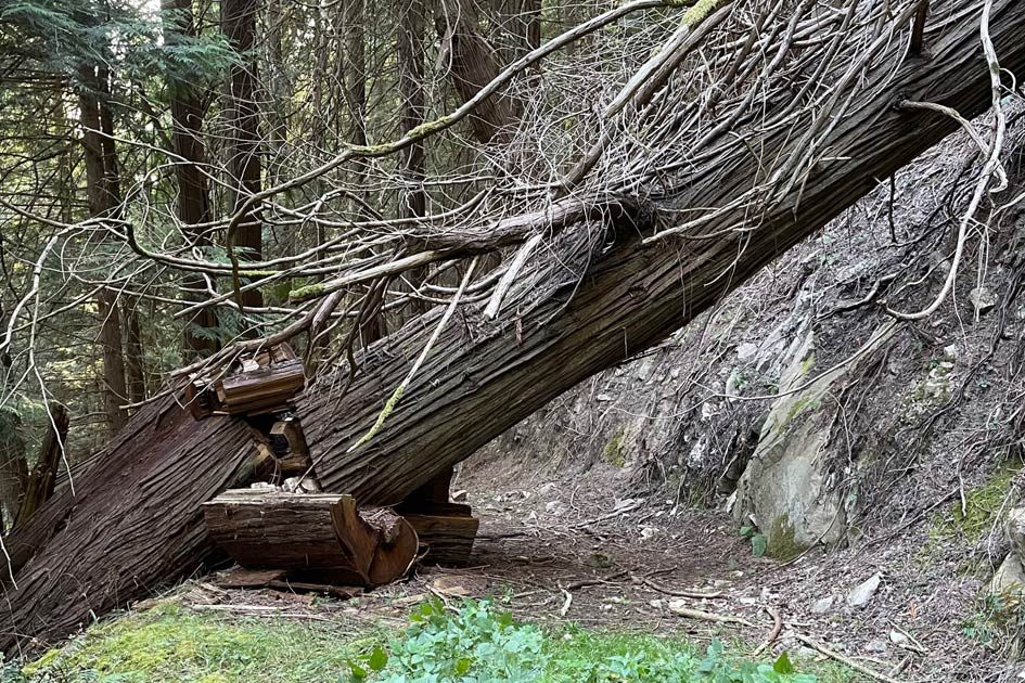 A fallen western redcedar tree.