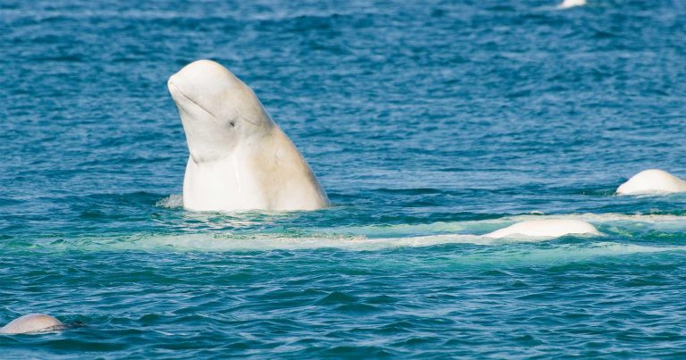 Belugas, the Sea Canaries: Deciphering a complex communication system