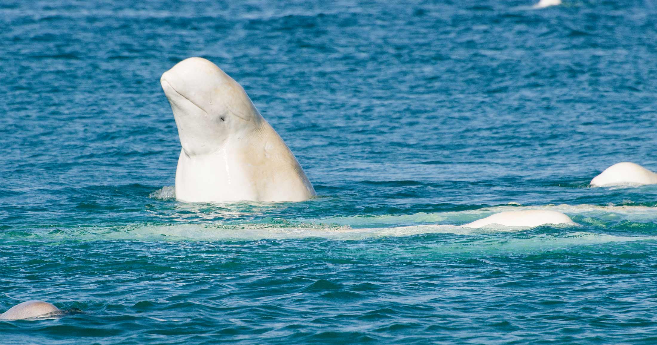 Beluga poking its head up out of the ocean.