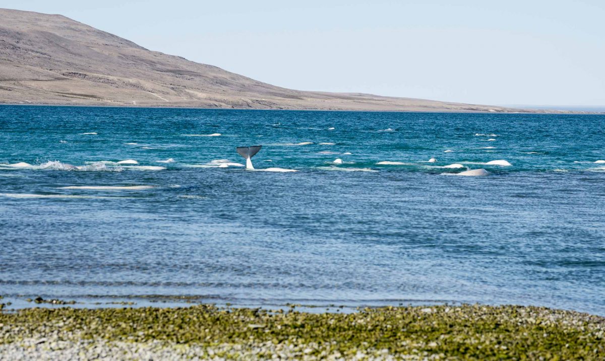 Pod of belugas swimming near the shorte.
