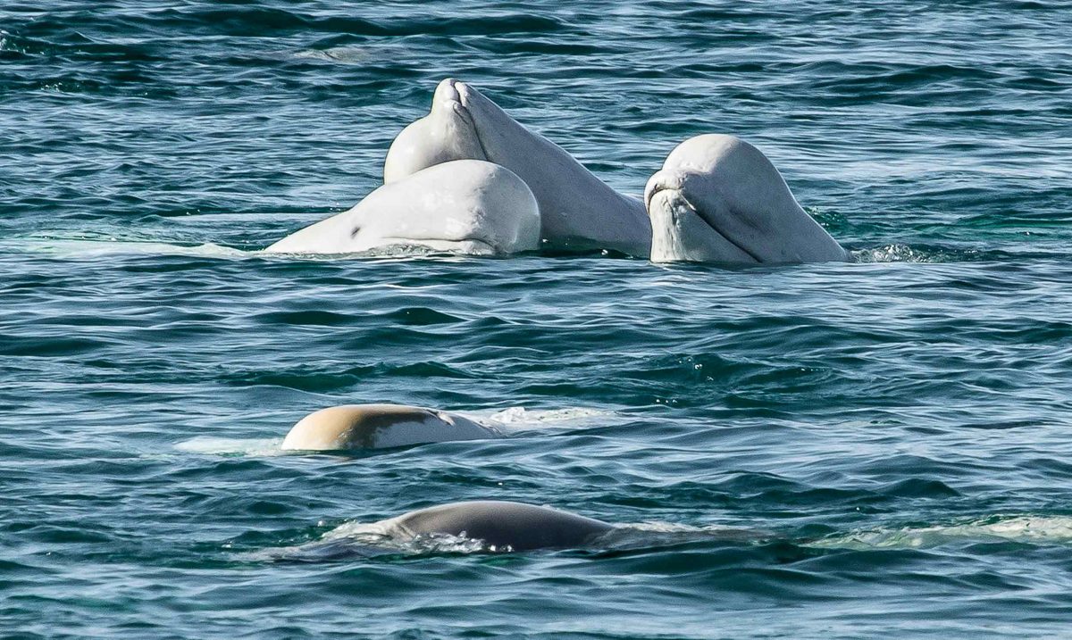 Belugas poking their heads out of the ocean.