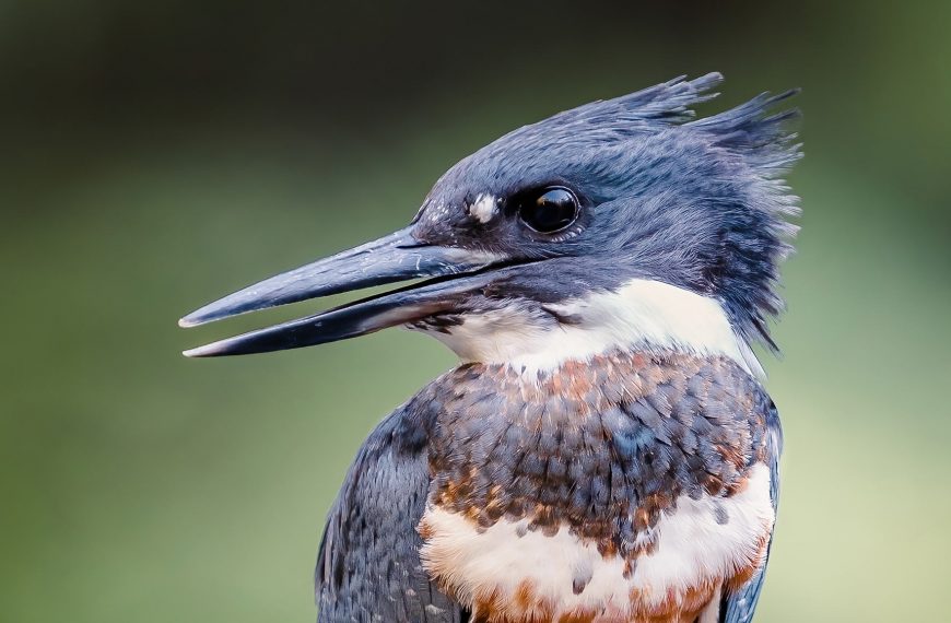 Belted Kingfisher close up looking to the side.