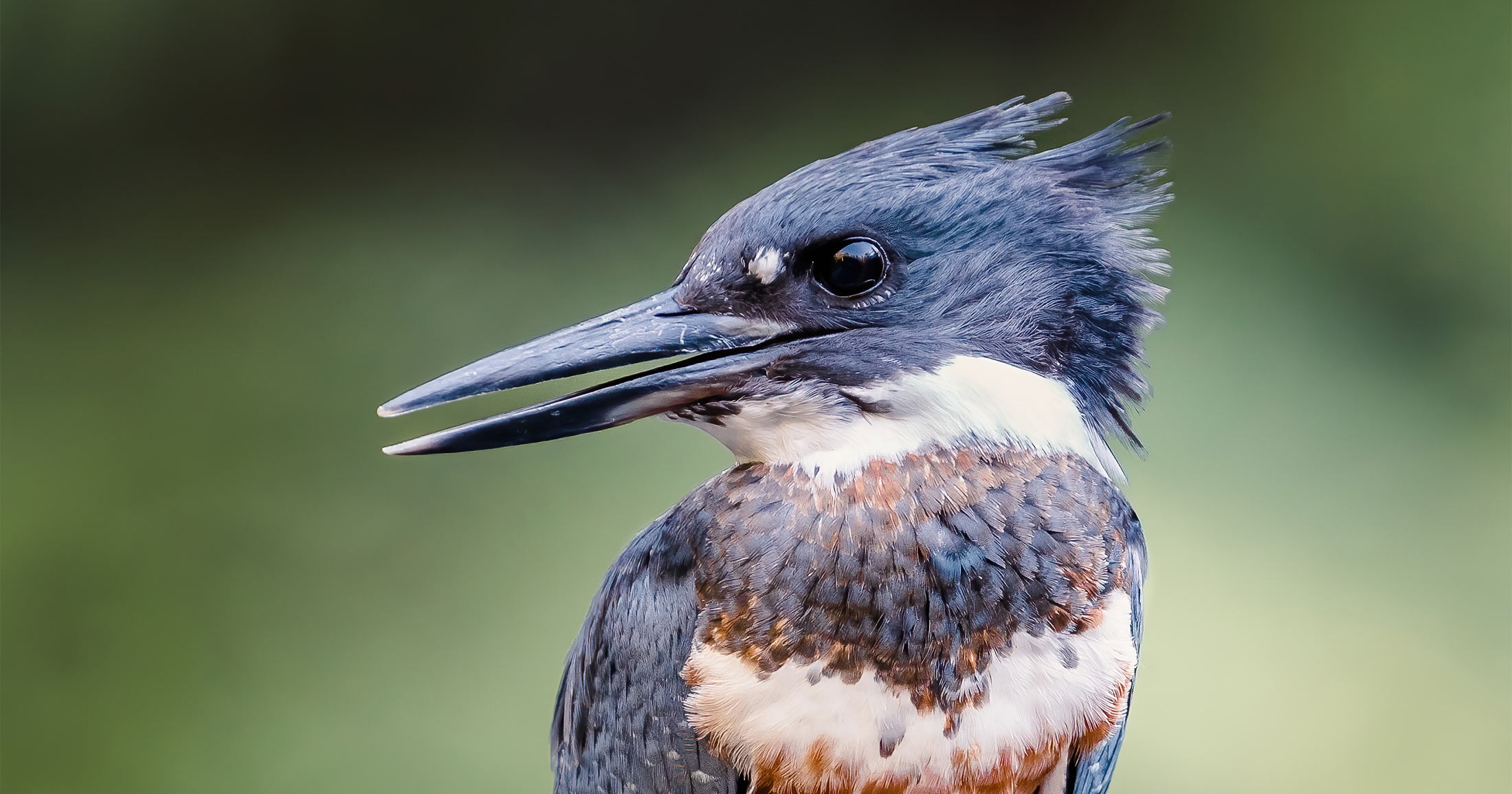 Belted Kingfisher close up looking to the side.