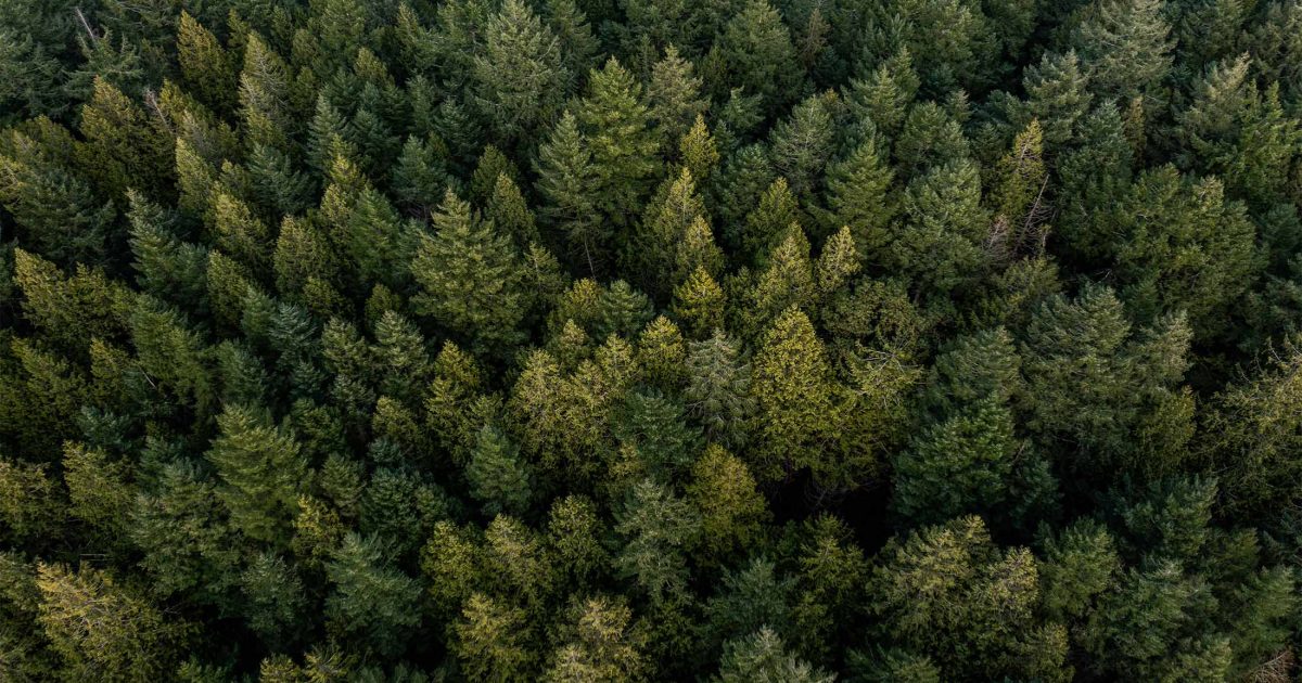 Overhead view of Coastal Douglas-fir forest.