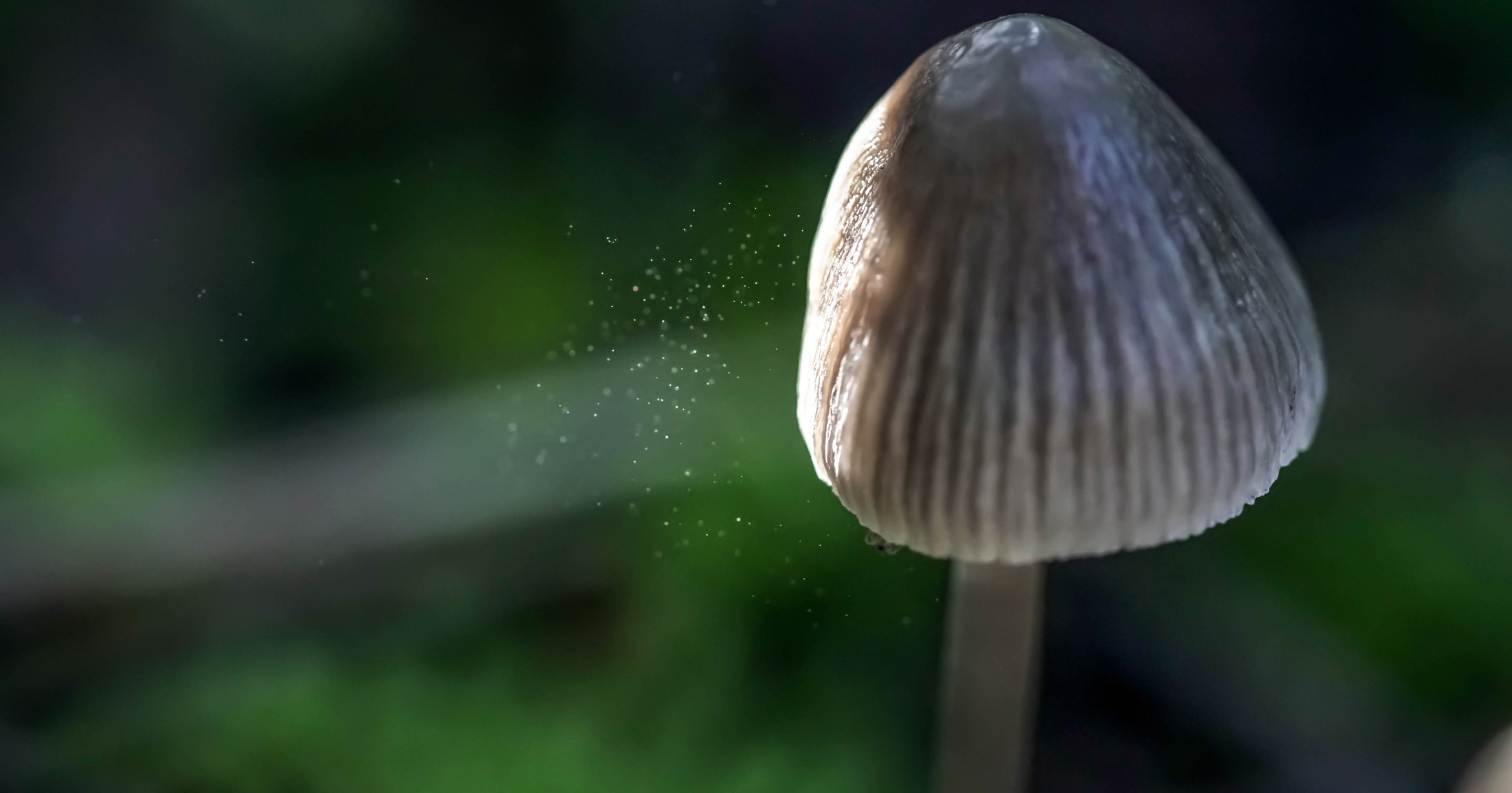 Mushroom in the sun with spores flying out.