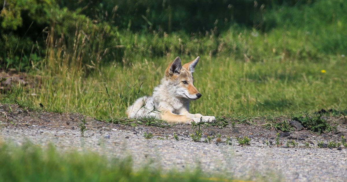 Coyote sitting on the edge of a walkway. 