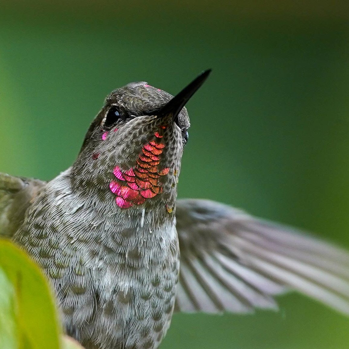 Hummingbird on the Gulf Islands.