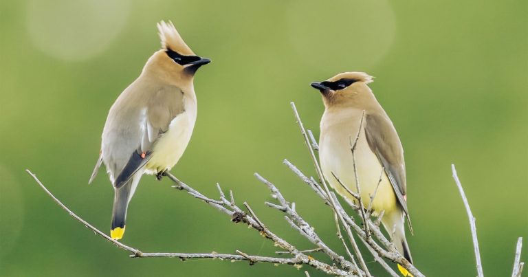 Two birds sitting in some branches.