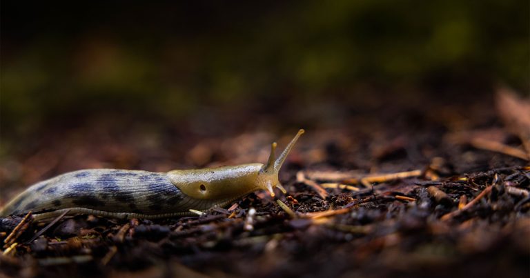 Banana slug on the forest floor.