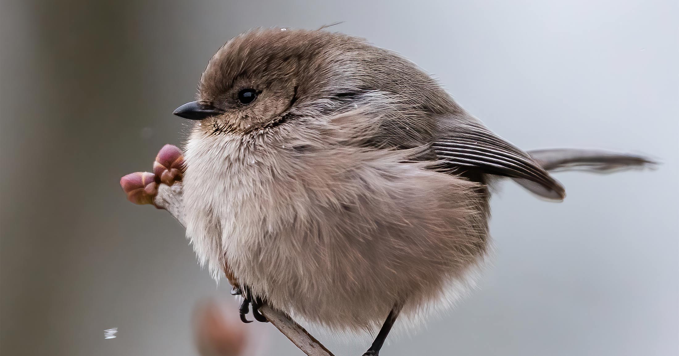 Bird in the cold all puffed up.