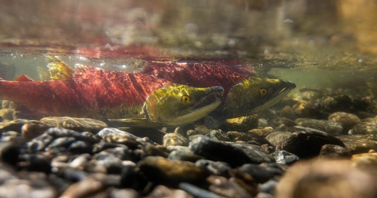Underwater photo of two sockeye salmon.